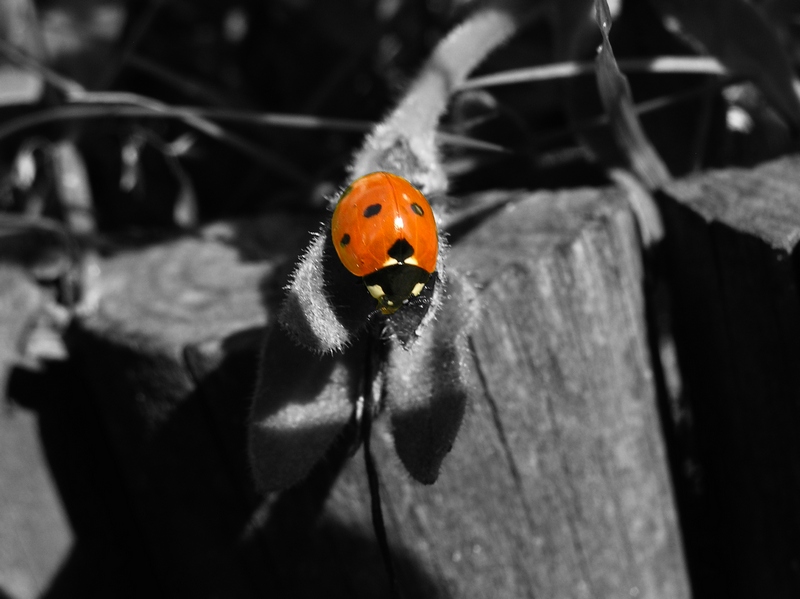 The Red Ladybug