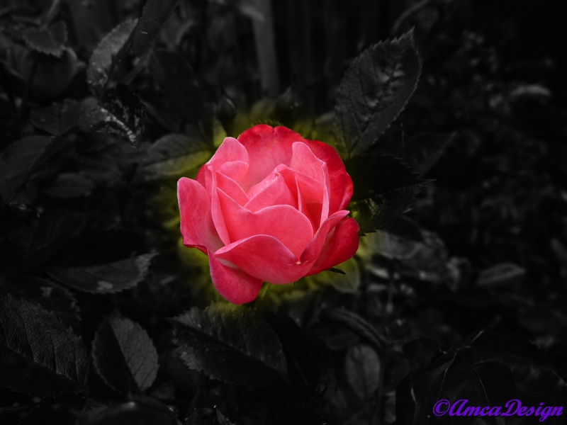 Red-Pink Rose